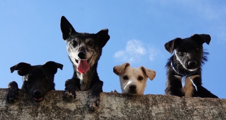 Come ottenere clienti per una pensione per cani Come ottenere clienti per una pensione per cani