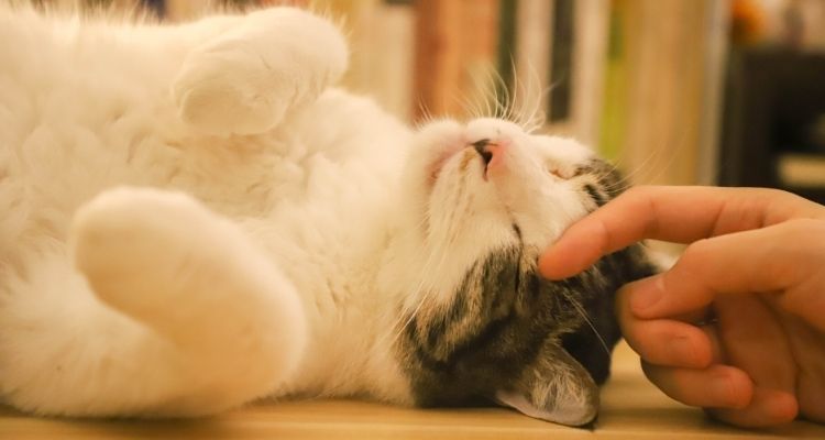 Come diventare un cat sitter Come diventare un cat sitter