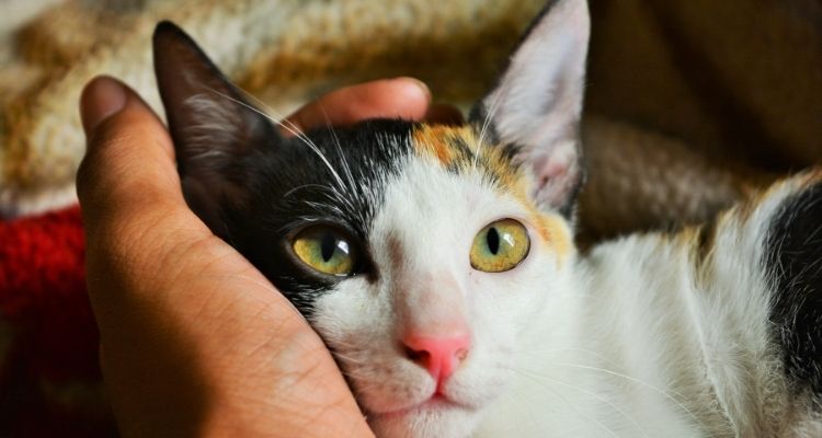 Come trovare clienti per un cat sitter Come trovare clienti per un cat sitter