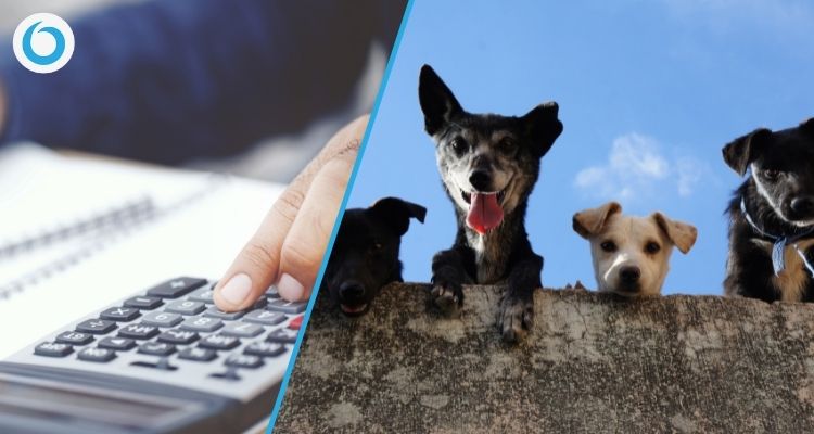 Come preparare un preventivo per una pensione per cani Come preparare un preventivo per una pensione per cani