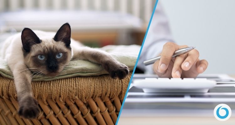 Come creare preventivi per cat sitter Come creare preventivi per cat sitter