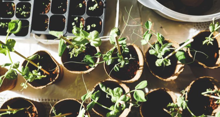 Quanto costa creare dei giardini pensili? Quanto costa creare dei giardini pensili?