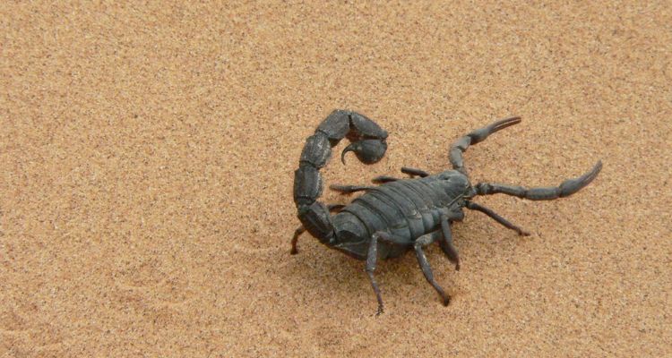 Quanto costa la disinfestazione degli scorpioni? Quanto costa la disinfestazione degli scorpioni?