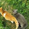 Miao e Split gatti domestici