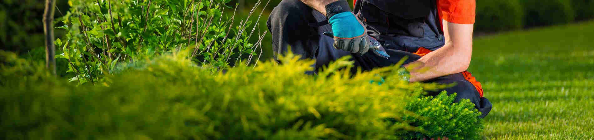 Manutenzione del giardino