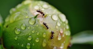 Quanto costa la disinfestazione da formiche?