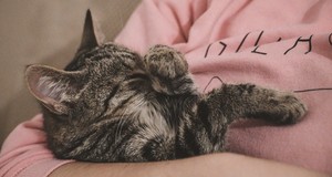 Quanto costa un cat sitter? Prezzi 2025