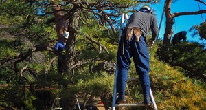 Quanto costa abbattere un albero?