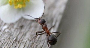 Quanto costa eliminare un formicaio in casa?