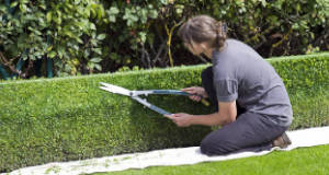 Quanto costa la manutenzione di un giardino?