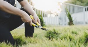 Quanto costa tagliare il prato?