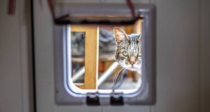 Quanto costa installare una gattaiola? | Prezzi nel 2026