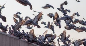 Quanto costa la disinfestazione da piccioni?
