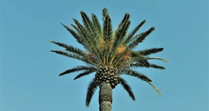 Quanto costa la potatura di alberi?