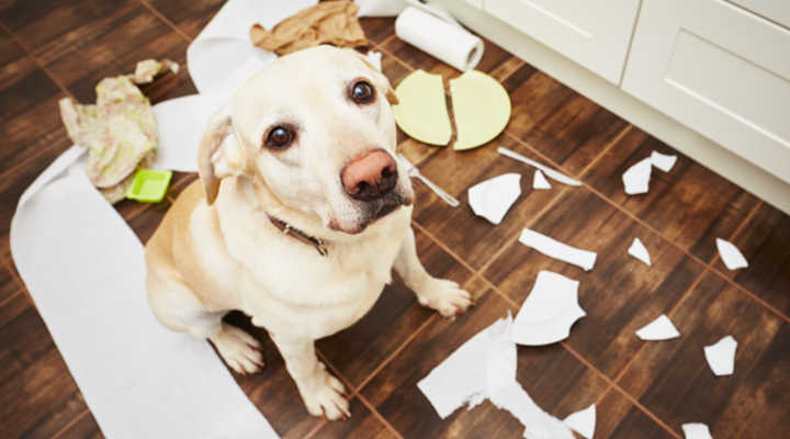 Come Mantenere una Casa Pulita avendo cani o gatti