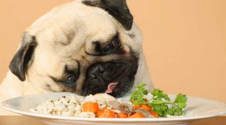 Migliori alimenti per il cane