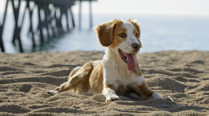 pensione per animali