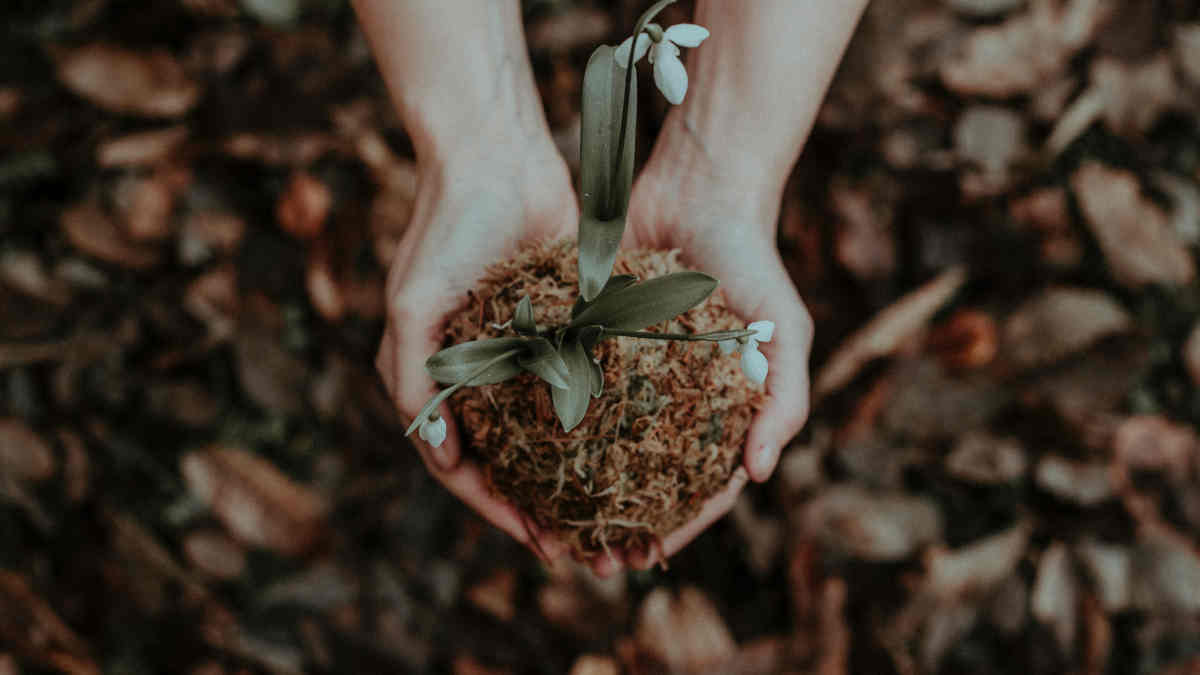 Suggerimenti pratici per la manutenzione del giardino