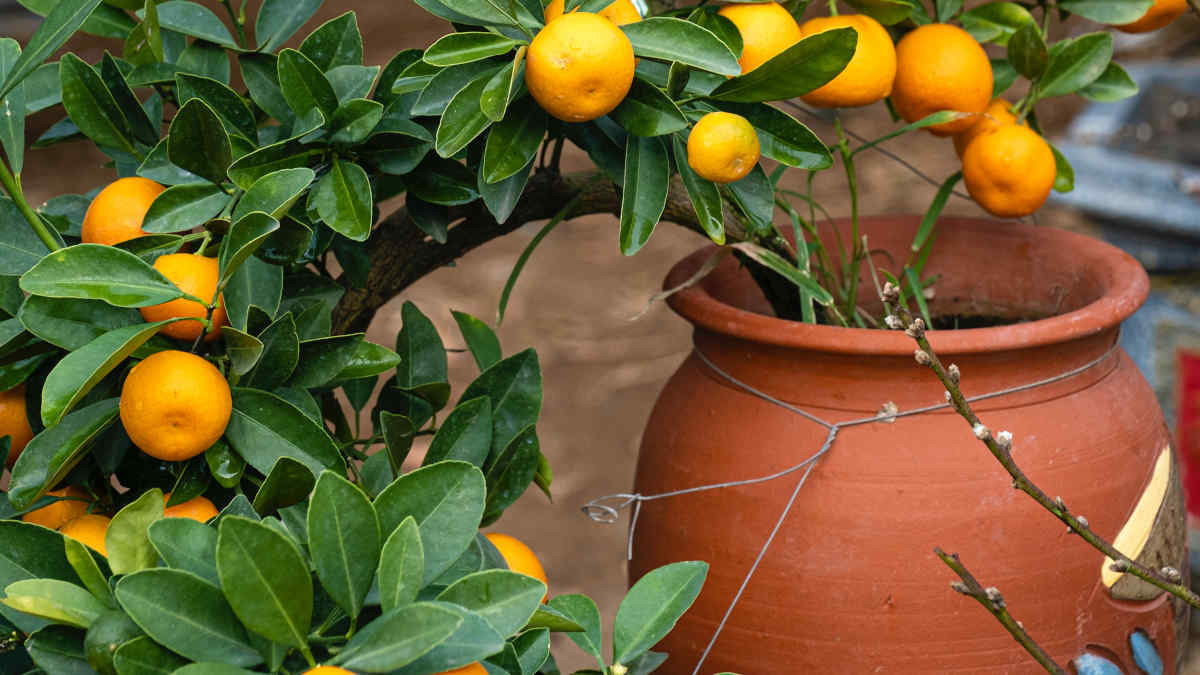 Come realizzare un giardino in terrazzo