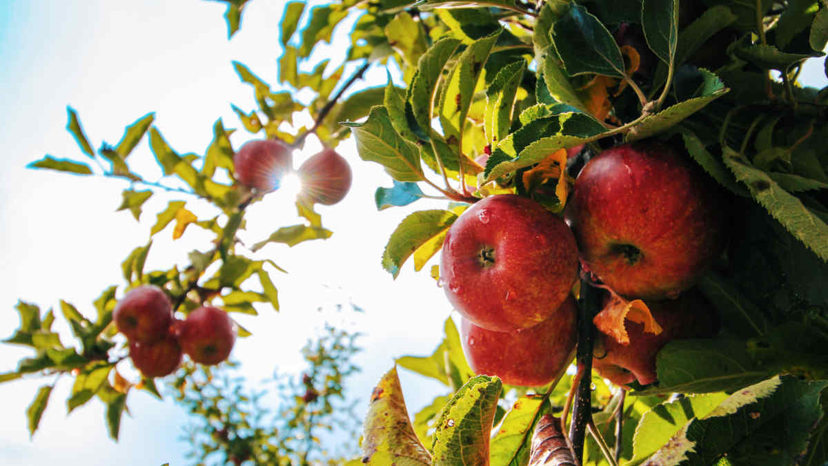 Potatura alberi da frutto: Come e quando effettuarla