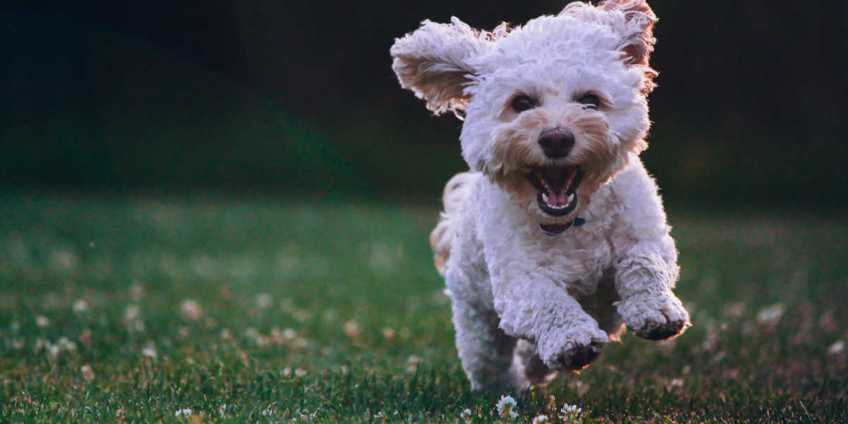 Qual'è il momento migliore per addestrare un cane