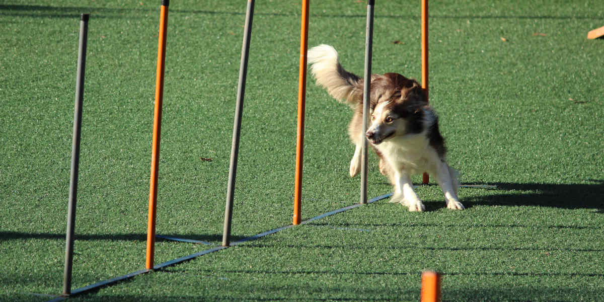 Agility dog: fare sport assieme al tuo cane