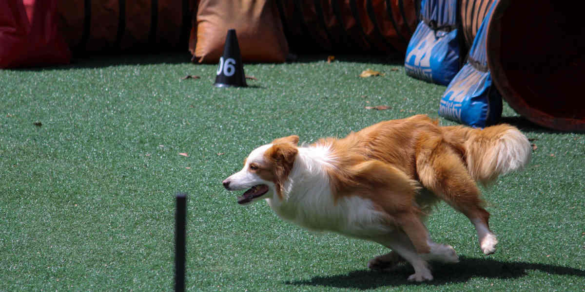 Addestrare ed educare il proprio cane: tutto ciò che bisogna sapere