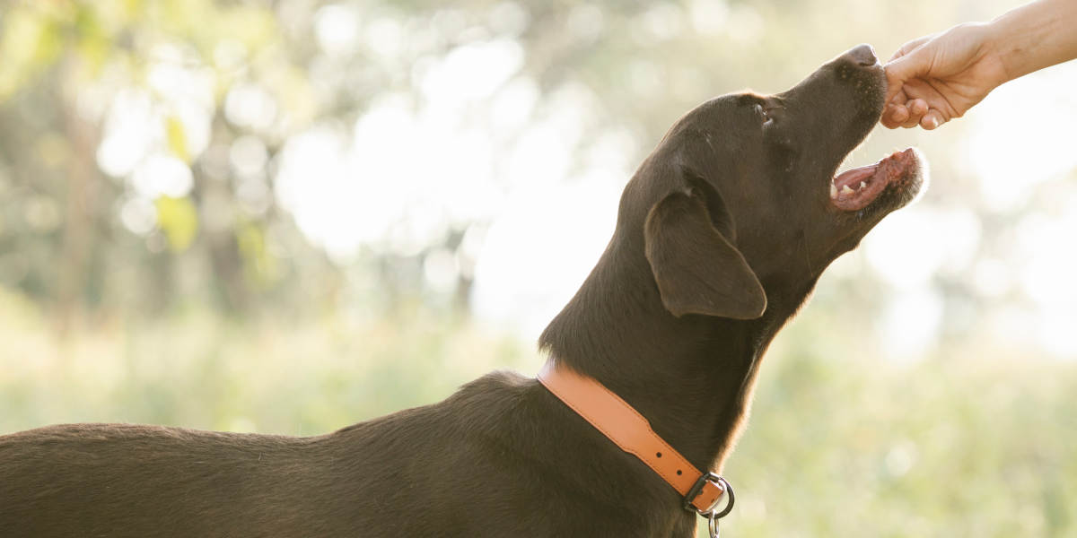 Cane disobbediente? ecco cosa fare