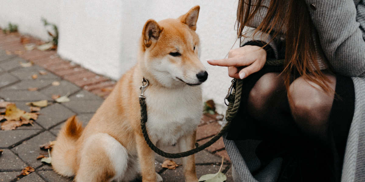 Cane aggressivo: consigli per rieducarlo