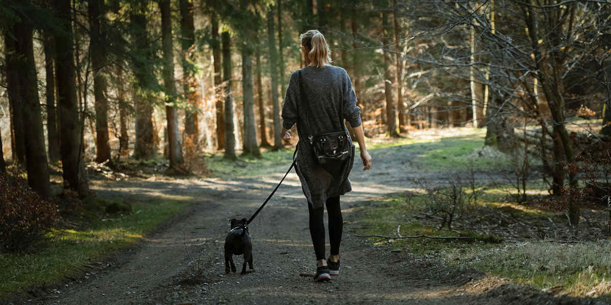 Addestrare il proprio cane a non tirare il guinzaglio