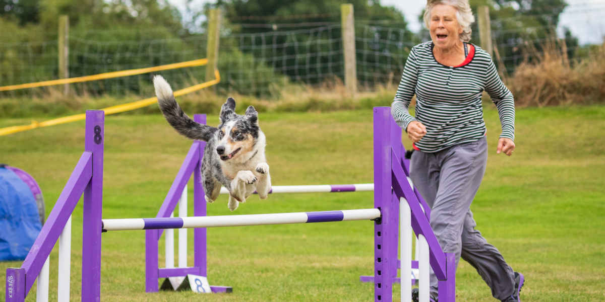 Agility dog: fare sport assieme al tuo cane