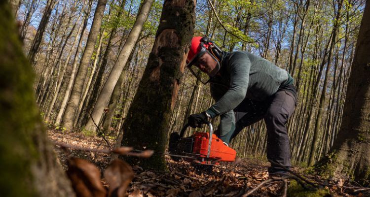 Quanto costa tagliare un albero?