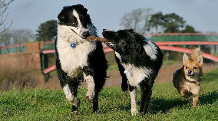 Differenza tra un etologo ed un addestratore di cani