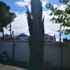 Taglio albero di cipresso