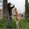 Training semplice