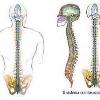 Sistema Craniosacrale