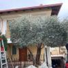 Acanto Gardening