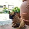 Alessia