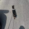 Lavoro per dare da mangiare a una cagna (Liz) e portarla a fare una passeggiata per 30 minuti