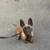 La mia piccola malinois (pastore belga)