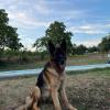 Pensione Per Cani Casale S. Antonio