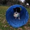 Pensione Per Cani Casale S. Antonio