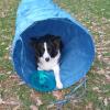Pensione Per Cani Casale S. Antonio
