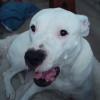Meringa - Incrocio tra dogo e pit bull di un amica tenuto  di cui mi occupo quando le server