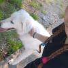 * - cane sconosciuto arrivato nella baita dove alloggiavo di cui mi sono occupata per 1 giorno, fino al rintracciamento del proprietario