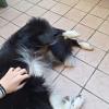 Ceres - Border collie tenuto per 2 giorni
