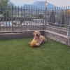 Akela - Golden retriver di un parente di cui mi occupo quando gli serve
