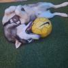 Ice - Husky di un parente di cui mi occupo quando necessario