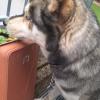 Ice - Husky di un parente di cui mi occupo quando necessario