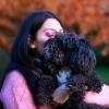 Tom, barbone nano, 7 anni